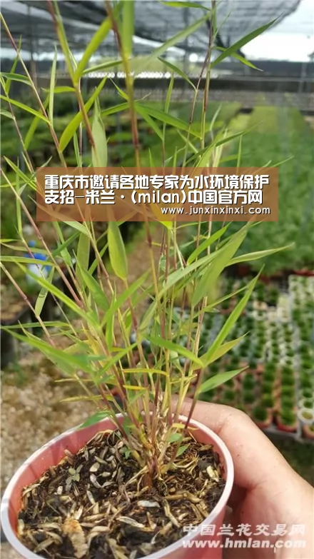 重庆市邀请各地专家为水环境保护支招-米兰·(milan)中国官方网站(图1) 米兰·(milan)中国官方网站