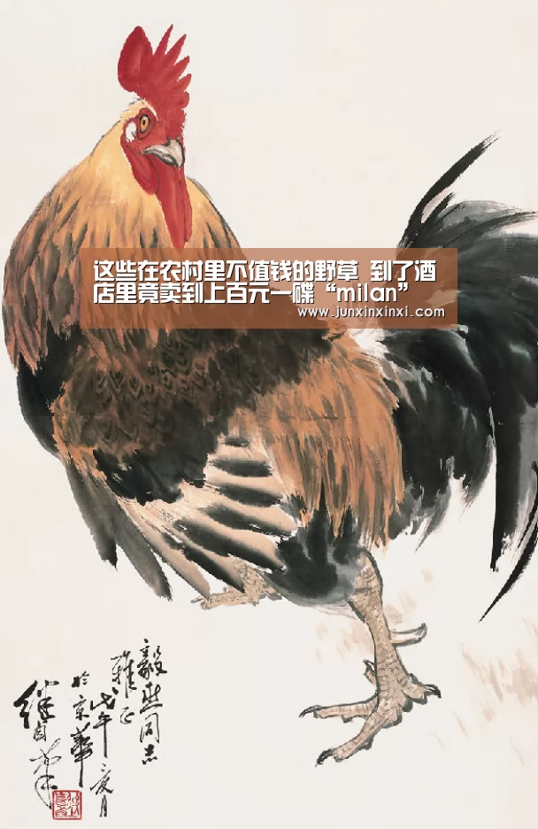 这些在农村里不值钱的野草 到了酒店里竟卖到上百元一碟“milan”(图2)