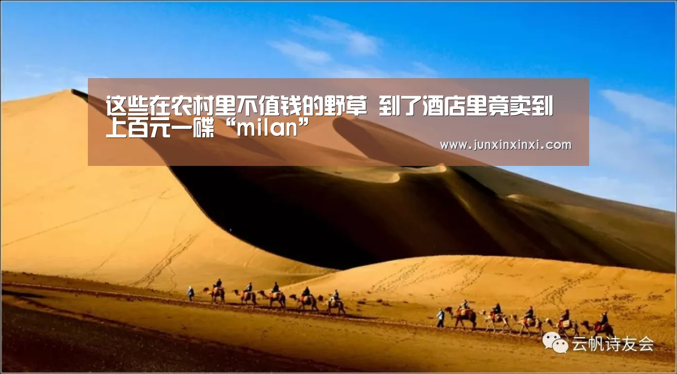 这些在农村里不值钱的野草 到了酒店里竟卖到上百元一碟“milan”(图1)